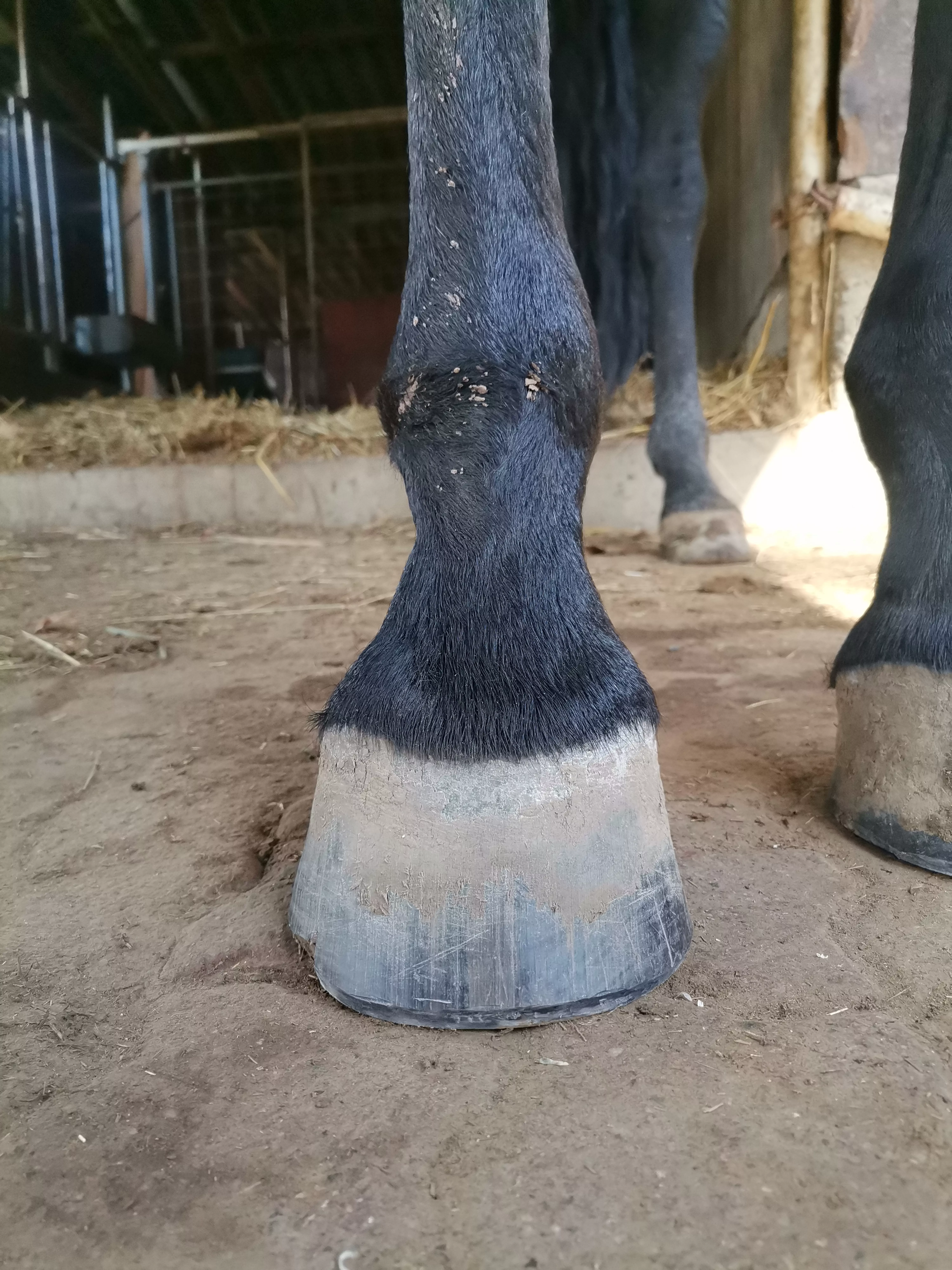 Spart es wirklich Geld, wenn mein Pferd Barhuf geht? Spart es wirklich Geld, wenn mein Pferd Barhuf geht?