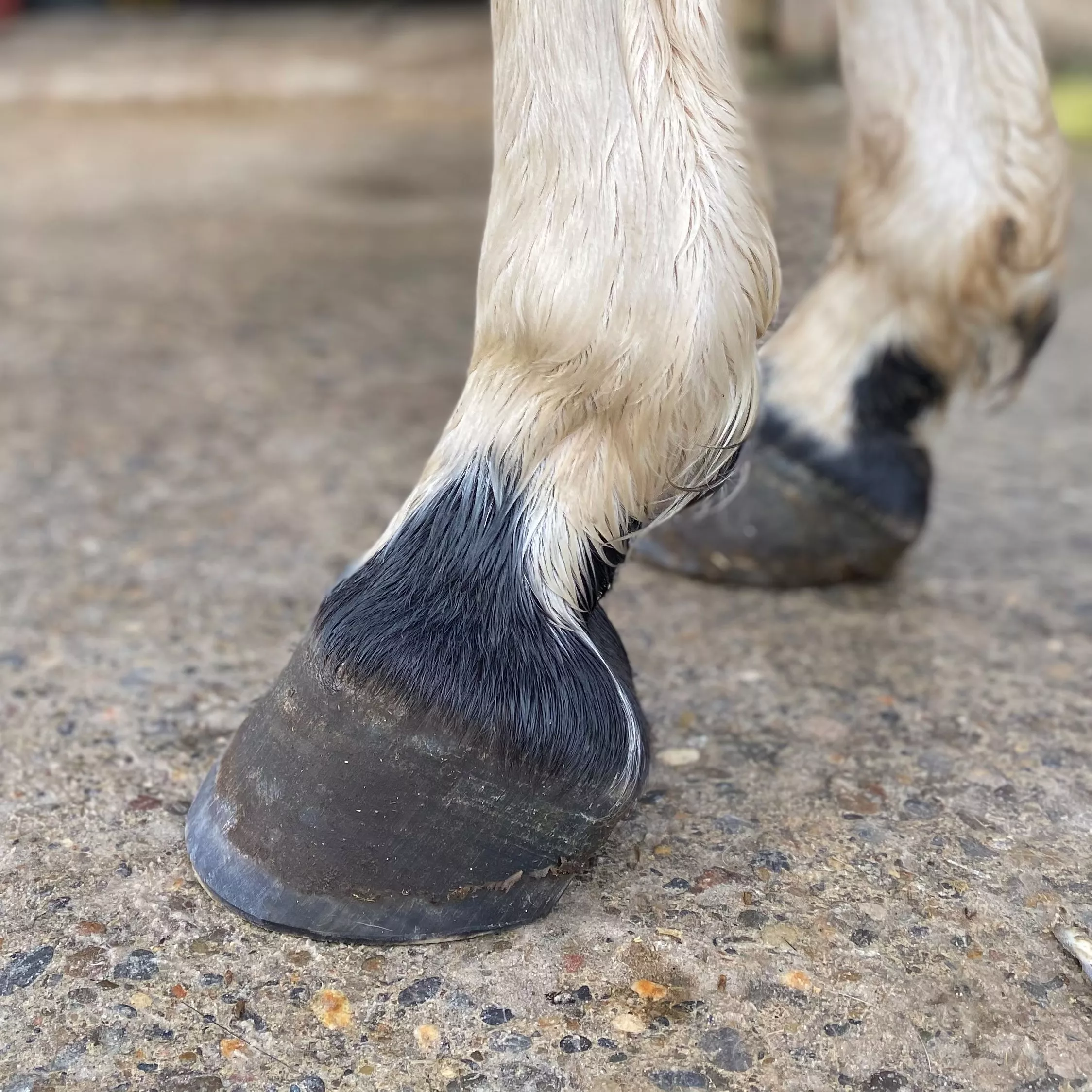 Nutzen sich Barhufe wirklich immer schneller ab, als beschlagene Hufe? Nutzen sich Barhufe wirklich immer schneller ab, als beschlagene Hufe?
